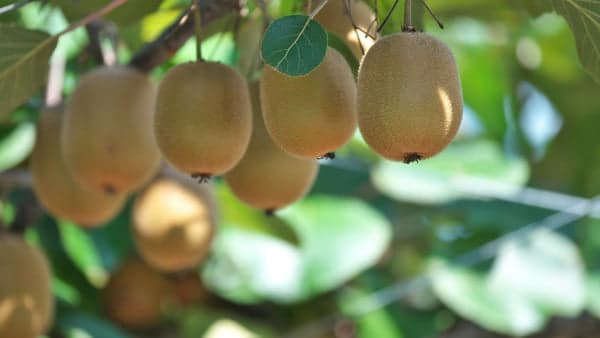 Kiwifruit Plant-Based Foods That Help You Sleep Better