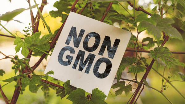 Non-GMO Is Vegan Protein Powder Gluten Free?