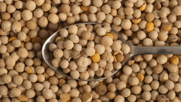 Pea protein Is Vegan Protein Powder Gluten Free?