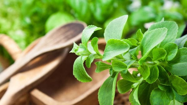 Stevia does not spike insulin Does Stevia Break a Fast