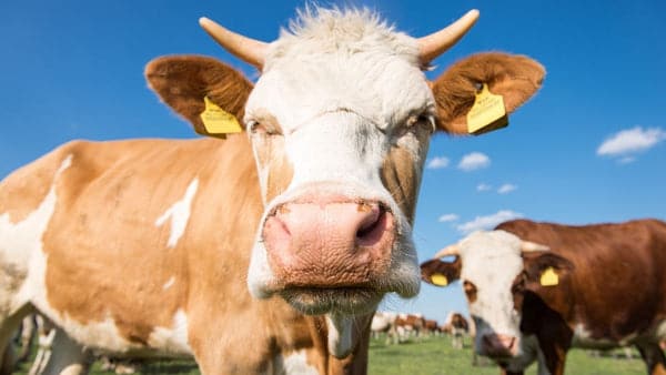 animal suffering Why Don't Vegans Drink Milk?